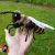 Horgolt házi méh - apis mellifera minta